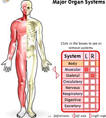 Human Body Systems